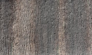 Paneldeko Pino Foresta Dekoratif Duvar Paneli